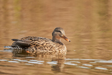 ánade común o azulón (Anas platyrhynchos)