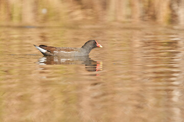 La gallineta com&uacute;n o polla de agua (Gallinula chloropus)​​ 