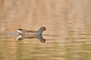 La gallineta común o polla de agua (Gallinula chloropus)​​ 