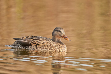 ánade común o azulón (Anas platyrhynchos)