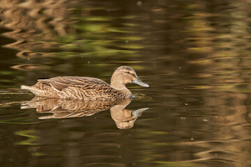 ánade común o azulón (Anas platyrhynchos)