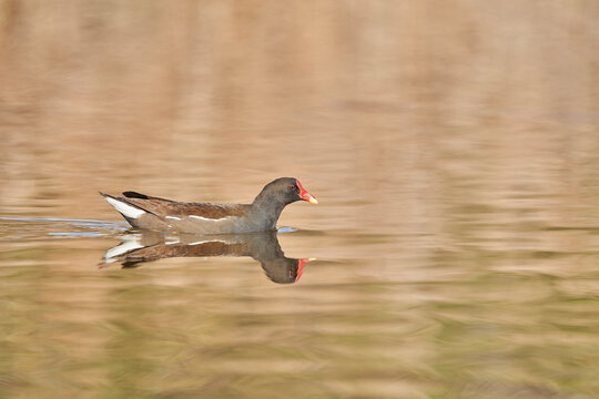 La gallineta com&uacute;n o polla de agua (Gallinula chloropus)​​ 