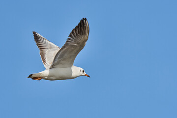 gaviota reidora (Chroicocephalus ridibundus, antes Larus ridibundus)​​ 