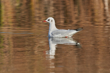 gaviota reidora (Chroicocephalus ridibundus, antes Larus ridibundus)​​ 