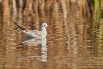 gaviota reidora (Chroicocephalus ridibundus, antes Larus ridibundus)​​ 