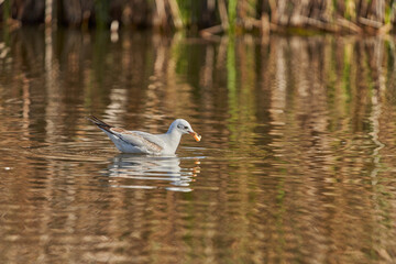 gaviota reidora (Chroicocephalus ridibundus, antes Larus ridibundus)​​ 