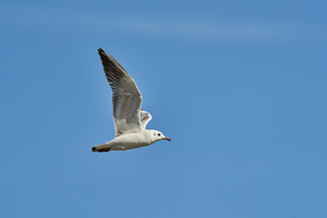 gaviota reidora (Chroicocephalus ridibundus, antes Larus ridibundus)​​ 