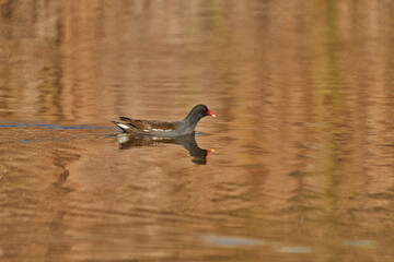 La gallineta común o polla de agua (Gallinula chloropus)​​ 