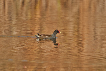 La gallineta común o polla de agua (Gallinula chloropus)​​ 