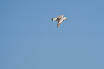 gaviota reidora en vuelo (Chroicocephalus ridibundus, antes Larus ridibundus)​​ 