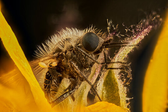 mosca asesina 