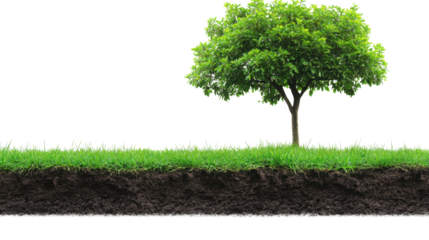 green tree sits atop fertile soil surrounded isolated on white background