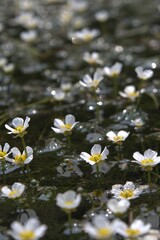 梅花藻の白い花