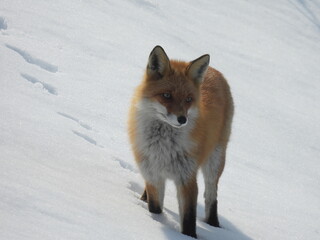 北海道　雪の中のキタキツネ