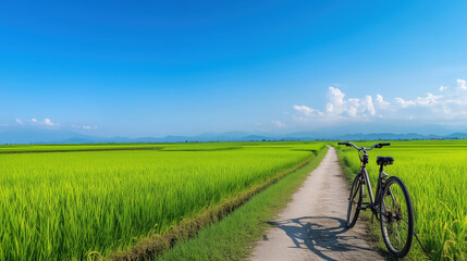 Obraz premium Cycling Through Lush Rice Fields Rural Landscape Scenic Photography Green Environment Wide-angle View Nature Exploration