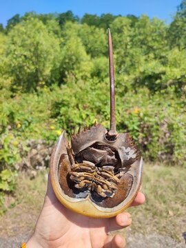 A horseshoe crab, an ancient marine arthropod, is held in a hand, showcasing its unique shell and long tail. Lush greenery blurs in the background.