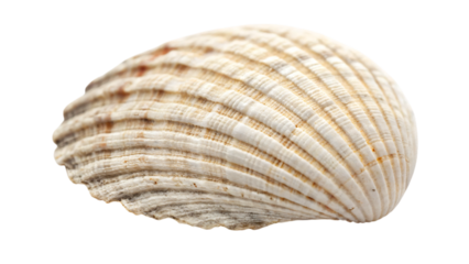 seashell isolated on white background