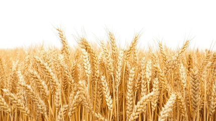 Fototapeta premium golden wheat field isolated on white background