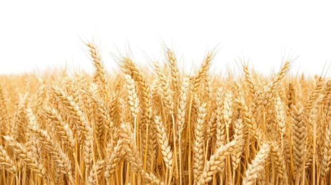 golden wheat field isolated on white background