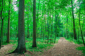 Fototapeta premium Scenic Forest Pathway with Lush Greenery
