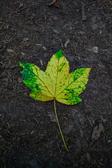 Autumn Maple Leaf on Forest Ground