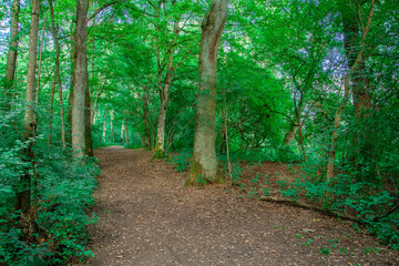 Obraz premium Scenic Forest Pathway with Lush Greenery