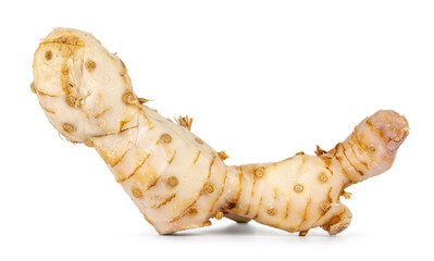 Close up of fresh galangal aka ginger root, isolated on a white background.