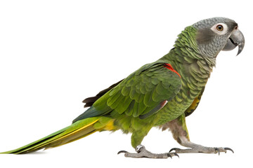 Obraz premium parrot side view isolated on white background png