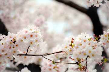 満開のさくら、桜のクローズアップ、桜の花びら、桜の大木