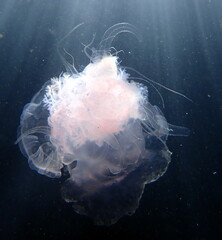 Fototapeta premium Thailand Sea life