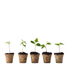 Growing plants in biodegradable pots, showcasing stages of development and nurturing. This captures essence of nature growth and sustainability