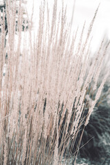 Frost-covered tall grass in cold winter landscape with soft light and muted natural tones
