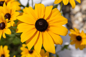 Yellow Rudbeckia hirta coneflowers in summer 