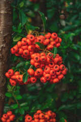 Close-up of bright orange firethorn berries on green leafy bush in natural outdoor setting
