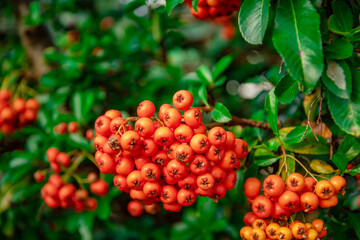 Close-up of bright orange firethorn berries on green leafy bush in natural outdoor setting
