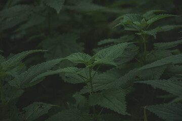 Dark moody close-up of green stinging nettle plants growing densely in forest undergrowth
