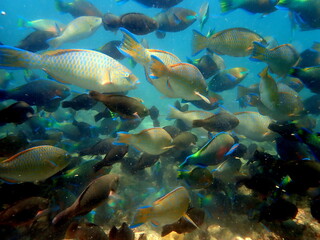 Thailand Sea life