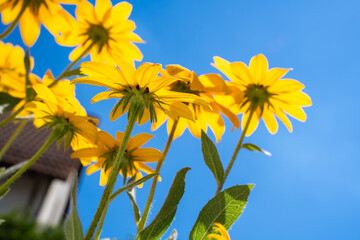 Yellow Rudbeckia hirta coneflowers with blue sky 