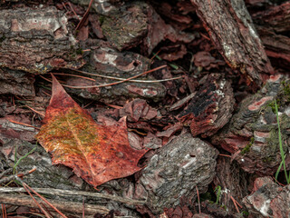 Morning mist condensed water drops on a leaf and tree bark pieces laid on the ground. Autumn has come once again.