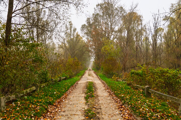 Floodplain forest in Gemenc