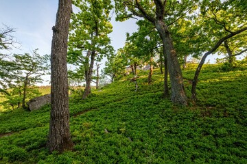 Obraz premium Spring mountain green forest illuminated by the sun. Green forest scenery with rocks. Mountain spring hiking, lush green landscape. Nature path for a romantic walk.
