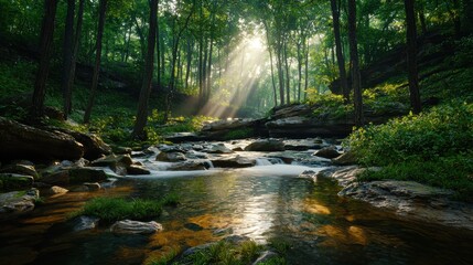 Obraz premium Tranquil Forest Stream with Sunlight Filtering Through Tree Canopy in Lush Wilderness