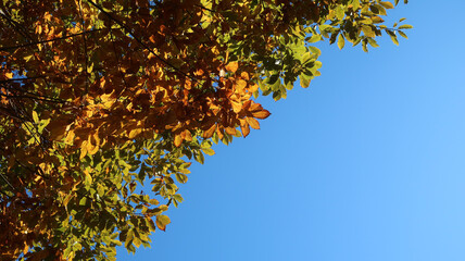 青空に映える紅葉。秋の紅葉素材。