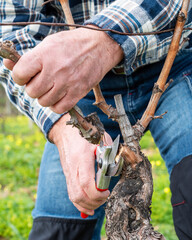 Farmer pruning the vine in winter. Agriculture.