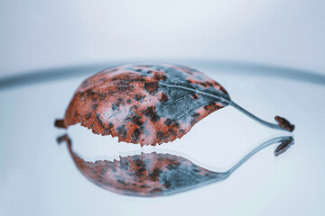 blue and red dry autumn leaf , white background