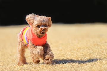 ドッグランで遊ぶトイ・プードル
