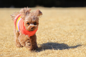 ドッグランで走るトイ・プードル