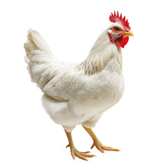Fototapeta premium white chicken with red comb standing proudly, showcasing its feathers and vibrant colors. This bird represents farm life and poultry