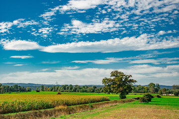 Green meadow landscape with wooden fence and wetlands under blue sky in Bavaria, Germany
