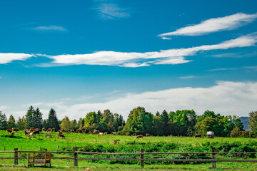 Scenic Ammersee countryside with grazing cows in lush green fields, framed by distant mountains under a bright sky, perfect for nature and agricultural themes.